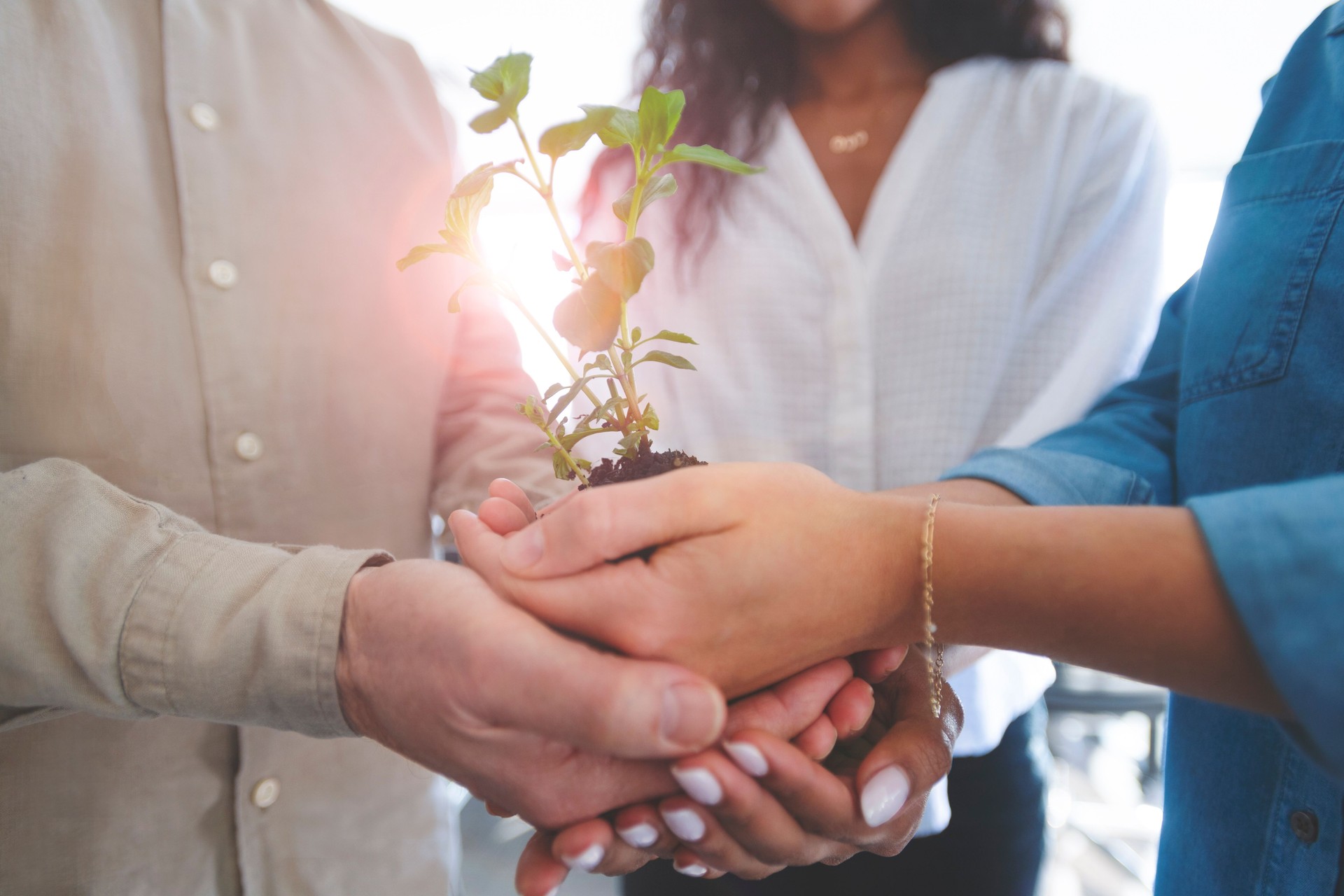 Growth concept. Group holding a seedling plant.